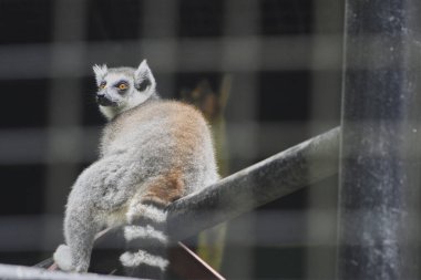Lemur hayvanat bahçesinde kafeste oturuyor.
