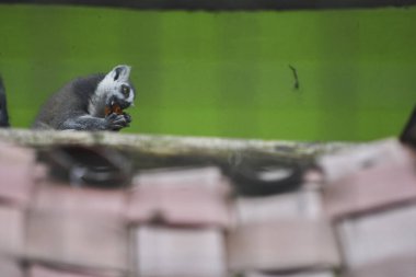 Lemur hayvanat bahçesinde kafeste oturuyor.