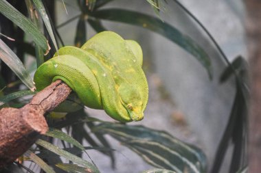 Ağaçtaki yeşil yılana yaklaş. 