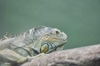 Yeşil iguana (İngilizce: 