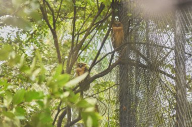 Baykuşlar hayvanat bahçesi kafesinde ağaçta oturuyor. 