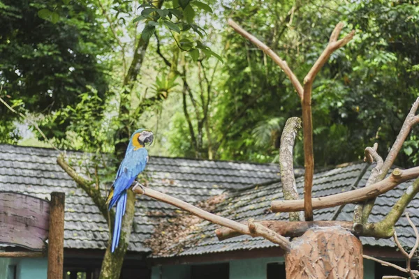 Macaws Jsou Skupina Papoušků Nového Světa Kteří Jsou Dlouhoocasí Často — Stock fotografie