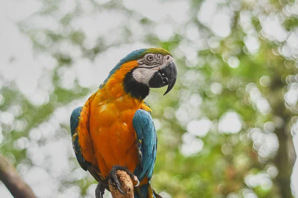 Macaws Grupa Papug Nowego Świata Które Długie Ogony Często Kolorowe — Zdjęcie stockowe