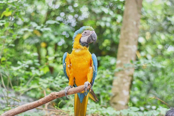 Araras São Grupo Papagaios Novo Mundo Que São Cauda Longa — Fotografia de Stock