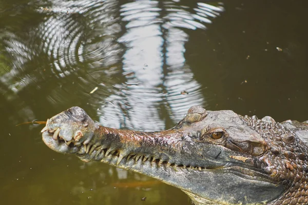 Closeup Crocodilo Nadando Água — Fotografia de Stock