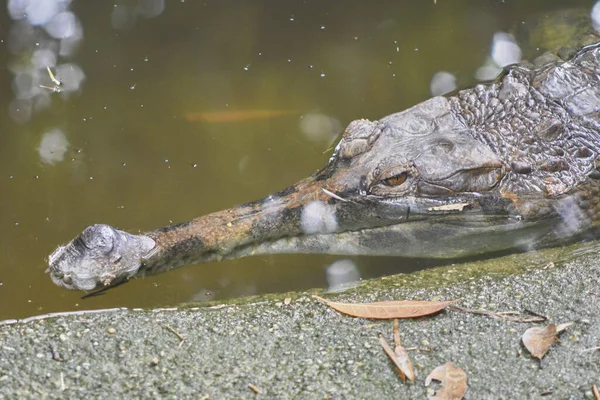 Närbild Krokodil Simma Vatten — Stockfoto