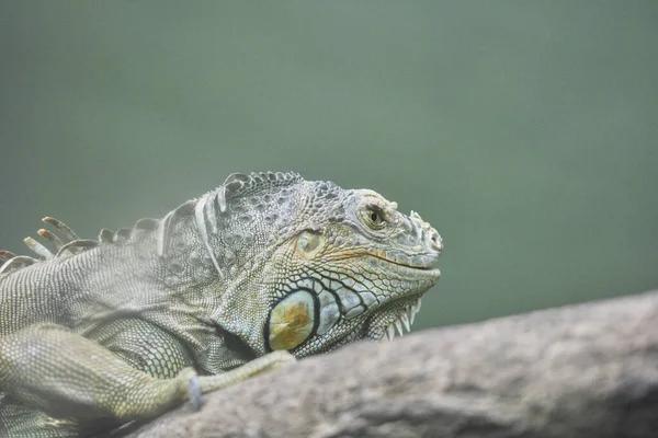 Iguana Verde Também Conhecida Como Iguana Americana Iguana Verde Comum — Fotografia de Stock