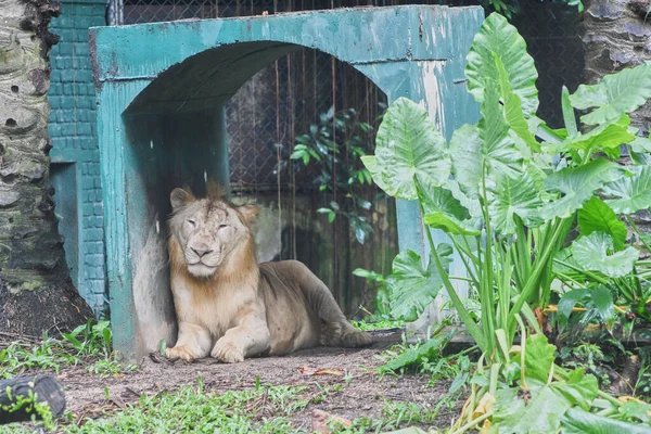 Adult Lion Lying Zoo Daytime — Stock Photo, Image