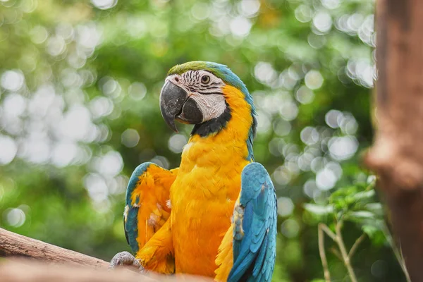 Macaws Είναι Μια Ομάδα Παπαγάλων Του Νέου Κόσμου Που Είναι Εικόνα Αρχείου