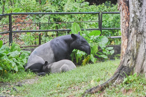 The Malayan tapir, also called Asian tapir, Asiatic tapir and Indian tapir, is the only tapir species native to Southeast Asia from the Malay Peninsula to Sumatra. — Stock Image Malayan Tapir Also Called Asian Tapir Asiatic Tapir Indian Tapir Royalty Free Stock Photos