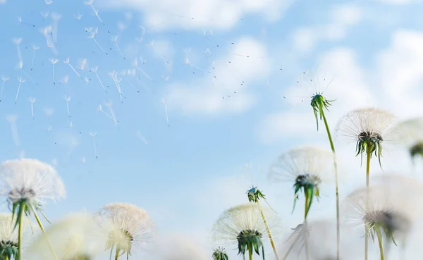 Close Dandelions Dropping Seeds Unfocused Sky Background Rendering — Stock Photo, Image
