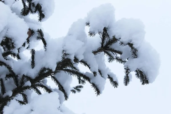 Vários Ramos Abeto Sob Neve — Fotografia de Stock