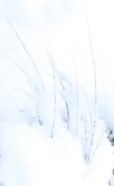 Grass Stalks Snow — Stock Photo, Image