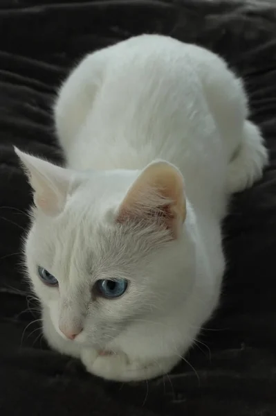 Beyaz Kedi Battaniyeye Uzanır Kameradan Uzağa Bakar — Stok fotoğraf