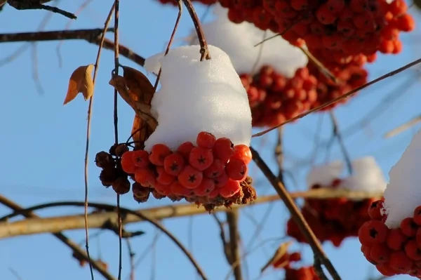 Sechs Trauben Rote Vogelbeeren Auf Einem Zweig Winter Gegen Eine — Stockfoto