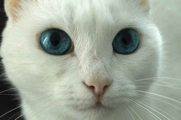 一只蓝眼睛的白猫的嘴 — 图库照片