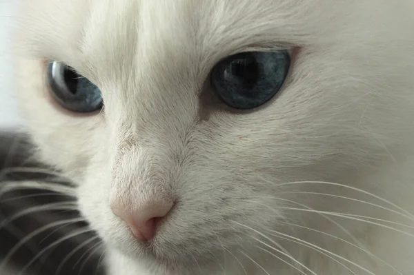 Schnauze Einer Weißen Katze Mit Blauen Augen — Stockfoto