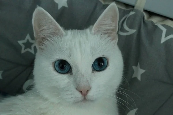 Chat Blanc Sur Matelas Gris — Photo