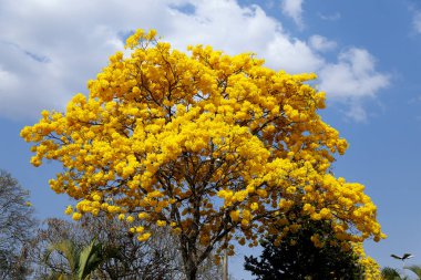Sarı ipe ağacında parlak mavi gökyüzü ile çiçek detayı