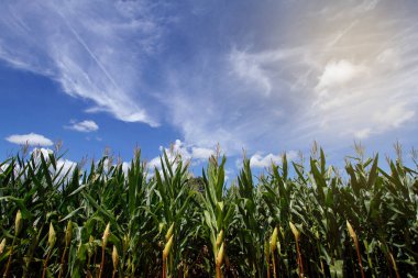 Mısır hasadına gündüz bakışı - tarım kavramı