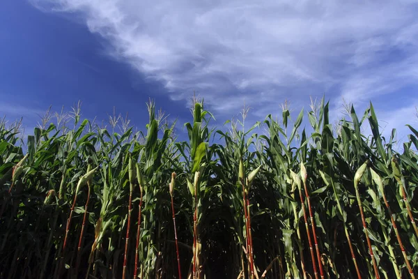 Kukoricatermés Nappali Kilátása Mezőgazdasági Koncepció — Stock Fotó