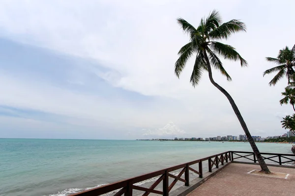 Cocotero Cubierta Zona Costera Maceio Alagoas Vacaciones Viajes Concepto Turismo — Foto de Stock