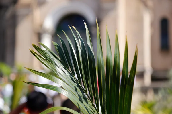 Wielki Tydzień Szczegóły Gałęzi Wzniesionych Przed Kościołem Katedralnym Tradycyjne Katolickie — Zdjęcie stockowe