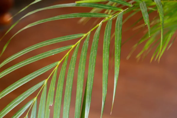 Holy Week Branch Detail Traditional Catholic Celebration Palm Sunday Christian — Stock Photo, Image