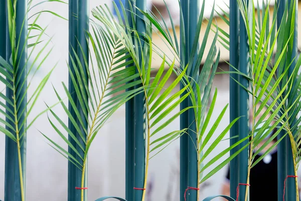 Holy Week Branches Set Green Grid Traditional Catholic Celebration Palm — Zdjęcie stockowe