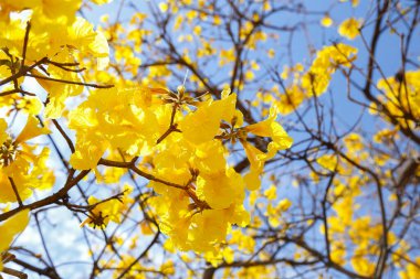 Flower detail on yellow ipe tree in early bloom with bright blue sky in the background