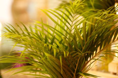 Kutsal hafta. Şube detayı. Geleneksel Katolik kutlaması Palm Sunday. Hristiyan inancı Dini sembol.