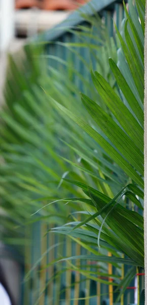 Святий Тиждень Відгалуження Зеленій Сітці Традиційне Католицьке Свято Пальмова Неділя — стокове фото