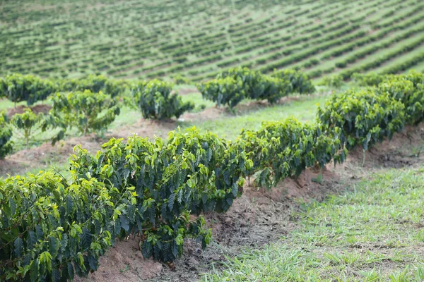 Ver Finca Con Plantación Café Primera Etapa Agricultura Brasil Café — Foto de Stock