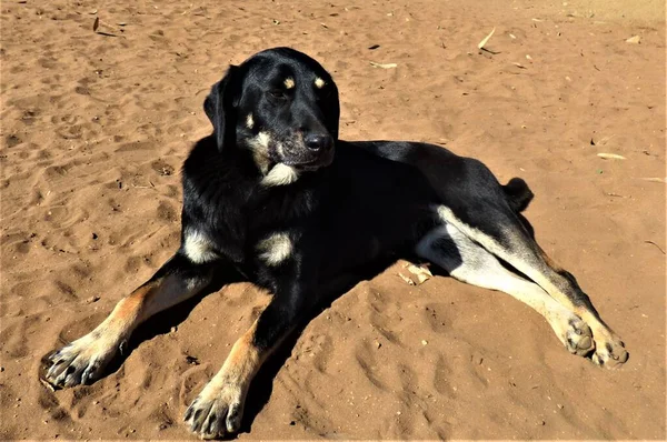 Imagem Cão Preto — Fotografia de Stock