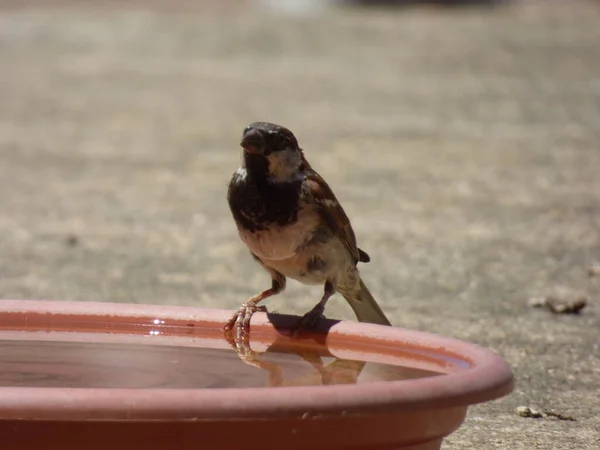 Uccello Pronto Fare Bagno — Foto Stock