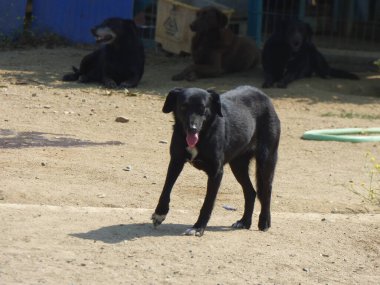 Black bitch dog image