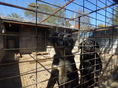 Barınakta İki Siyah Köpek