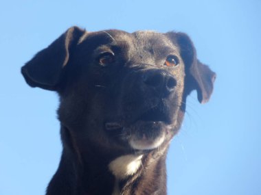 Siyah köpek evi koruyor.