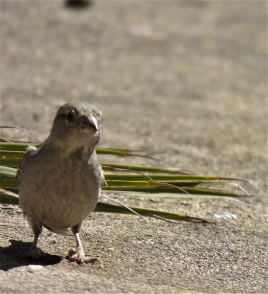 Vogel Beobachtet Aufmerksam — Stockfoto