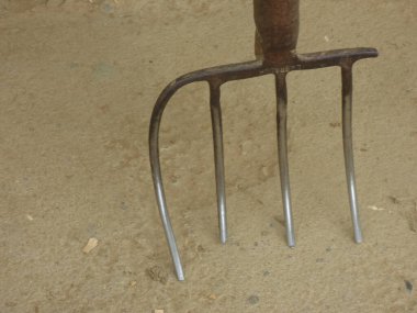 Beyaz çiçek ve doğa.