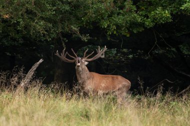 Azgınlık zamanında kızıl geyik. Vahşi hayatta geyik. Avrupa doğası.