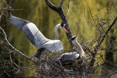 Ağacın tepesinde yuva yapan gri balıkçıl. Heron yuvada. Avrupa ilkbahar yaban hayatı.