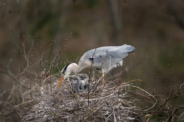 Graureiher Nisten Der Baumkrone Reiher Auf Dem Nest Europäische Frühjahrswildtiere — Stockfoto