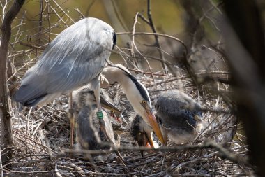 Yuvadaki gri balıkçıl. Balıkçıl küçük yavruları besler. Avrupa doğası. 
