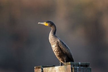 Büyük karabatak kutunun üzerinde dinleniyor. Gölette karabatak var. Avrupa doğası. 