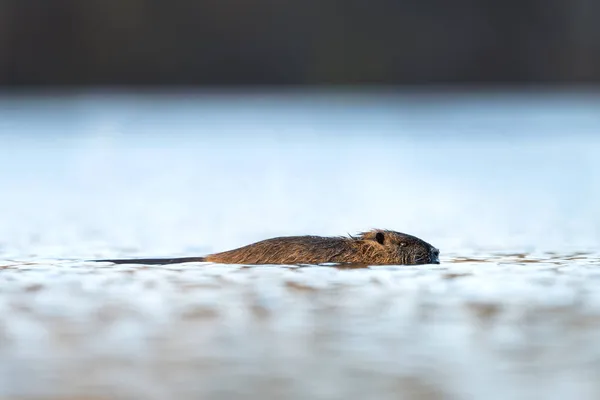 Coypu Swimming Pond Small Nutria Winter Europe Nature — Stock Photo, Image