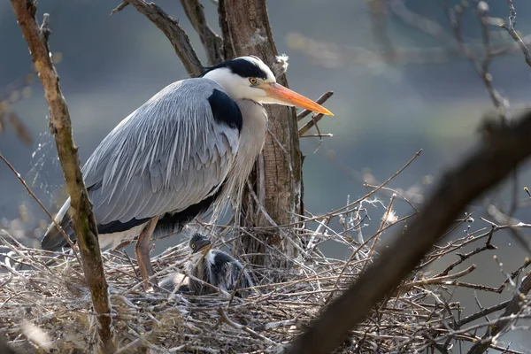 Graureiher Nest Reiher Füttern Kleine Küken Europa Natur — Stockfoto