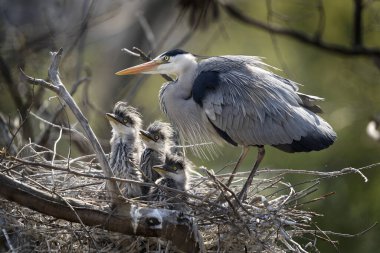 Yuvadaki gri balıkçıl. Balıkçıl yavruları besler. Avrupa 'da kuş izleme.