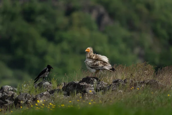 Egyptisk Gam Som Letar Efter Mat Kulturer Som Rör Sig — Stockfoto