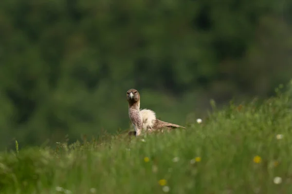 Griffon Gier Zoek Naar Voedsel Gier Beweegt Bulgaarse Bergen Scavengers — Stockfoto